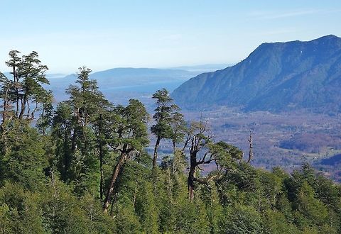 Old coihues emerging above the forest Santuario el Cañi, Araucania, Chile. Jun 16, 2014. Chile,Fall,Geotagged,Nothofagus dombeyi