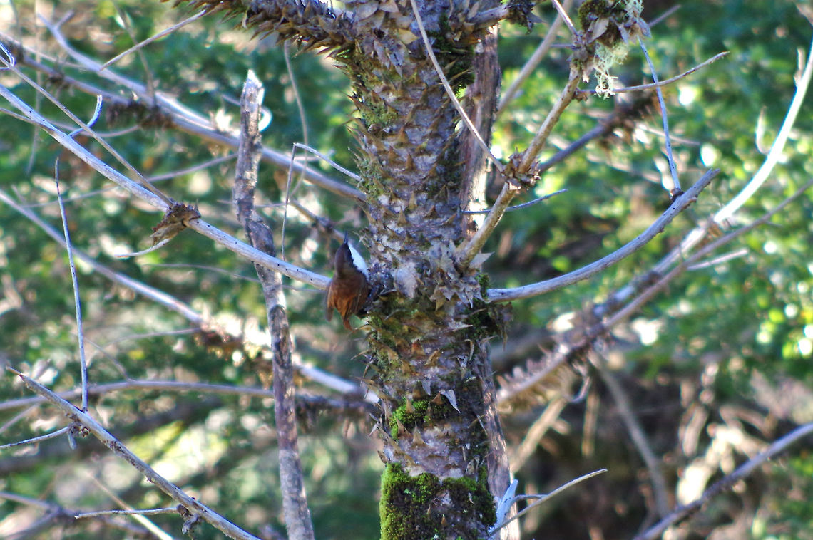 White-throated treerunner (Pygarrhichas albogularis) Villa Las Araucarias, Araucania, Chile. Jun 17, 2014. Chile,Fall,Geotagged,Pygarrhichas albogularis,White-throated treerunner