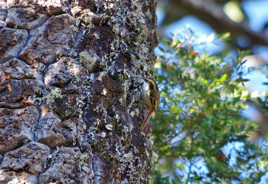 Thorn-tailed rayadito (Aphrastura spinicauda) Villa Las Araucarias, Araucania, Chile. Jun 17, 2014. Aphrastura spinicauda,Chile,Fall,Geotagged,Thorn-tailed rayadito