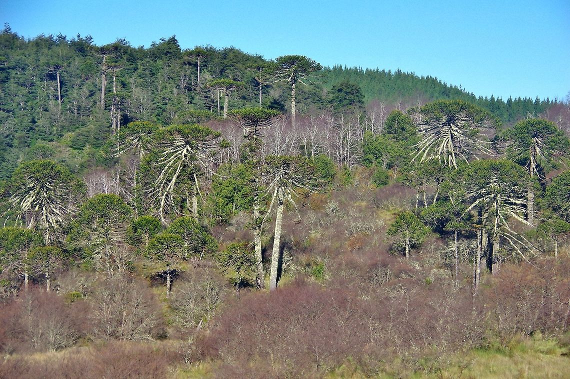 Araucaria araucana forest Villa Las Araucarias, Araucania, Chile. Jun 17, 2014. Araucaria araucana,Chile,Fall,Geotagged