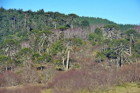 Araucaria araucana forest Villa Las Araucarias, Araucania, Chile. Jun 17, 2014. Araucaria araucana,Chile,Fall,Geotagged