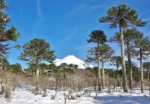 Araucarias (Araucaria araucana) and the Volcan Llaima Conguillio National Park, Araucania, Chile. Jun 19, 2014. Araucaria araucana,Chile,Fall,Geotagged