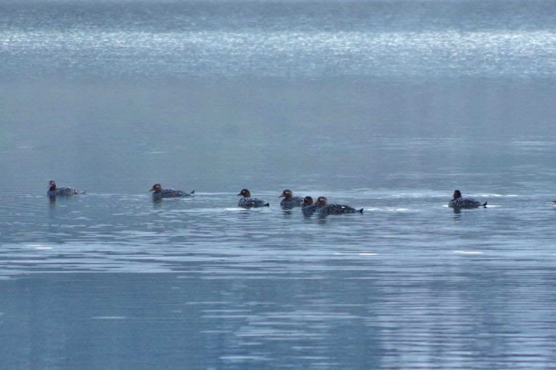 Flying steamer ducks (Tachyeres patachonicus) on the Conguillio Lake. Conguillio National Park, Araucania, Chile. Jun 19, 2014. Chile,Fall,Flying steamer duck,Geotagged,Tachyeres patachonicus