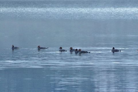 Flying steamer ducks (Tachyeres patachonicus) on the Conguillio Lake. Conguillio National Park, Araucania, Chile. Jun 19, 2014. Chile,Fall,Flying steamer duck,Geotagged,Tachyeres patachonicus