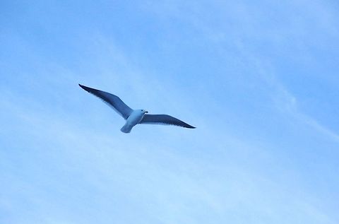 Kelp Gull (Larus dominicanus) Conguillio National Park, Araucania, Chile. Jun 19, 2014. Chile,Fall,Geotagged,Kelp Gull,Larus dominicanus