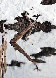 Neotropic cormorant (Phalacrocorax brasilianus) and its relection on the rainbow lake. Laguna Arco iris, Conguillio National Park, Araucania, Chile. Jun 19, 2014. Chile,Fall,Geotagged,Neotropic cormorant,Phalacrocorax brasilianus