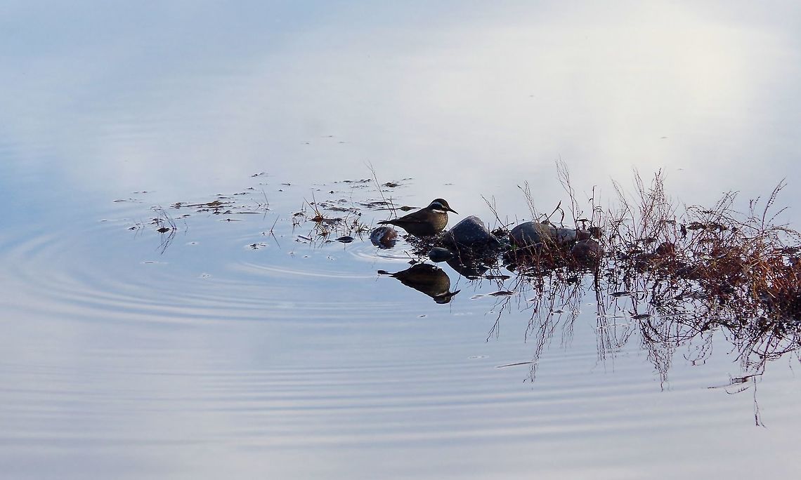 Grey-flanked cinclodes (Cinclodes oustaleti) Malalcahuello, Araucania, Chile. Jun 20, 2014. Chile,Cinclodes oustaleti,Fall,Geotagged,Grey-flanked cinclodes