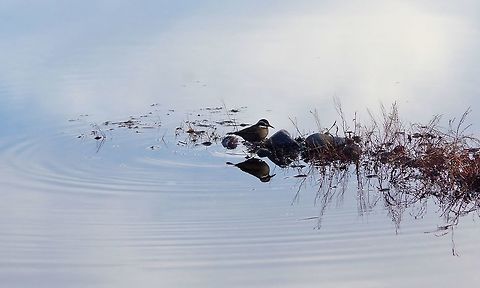 Grey-flanked cinclodes (Cinclodes oustaleti) Malalcahuello, Araucania, Chile. Jun 20, 2014. Chile,Cinclodes oustaleti,Fall,Geotagged,Grey-flanked cinclodes