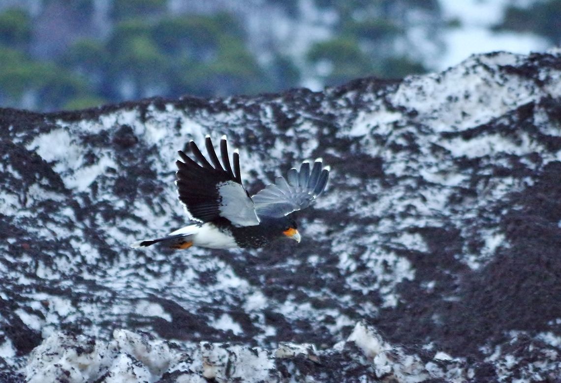 Mountain caracara (Phalcoboenus megalopterus) Valle de Corralco, Malalcahuello Reserve, Araucania, Chile. Jun 20, 2014. Chile,Fall,Geotagged,Mountain caracara,Phalcoboenus megalopterus
