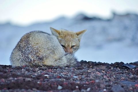 South American gray fox (Lycalopex griseus) huddled up against the cold. Valle de Corralco, Malalcahuello Reserve, Araucania, Chile. Jun 20, 2014. Chile,Fall,Geotagged,Lycalopex griseus,South American gray fox