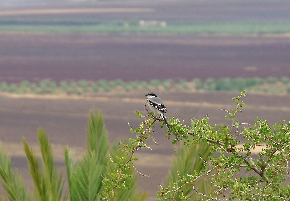 Southern Grey Shrike (Lanius meridionalis) Volubilis ruins, Morocco. Sep 21, 2014. Geotagged,Lanius meridionalis,Morocco,Southern Grey Shrike,Summer