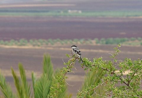 Southern Grey Shrike (Lanius meridionalis) Volubilis ruins, Morocco. Sep 21, 2014. Geotagged,Lanius meridionalis,Morocco,Southern Grey Shrike,Summer