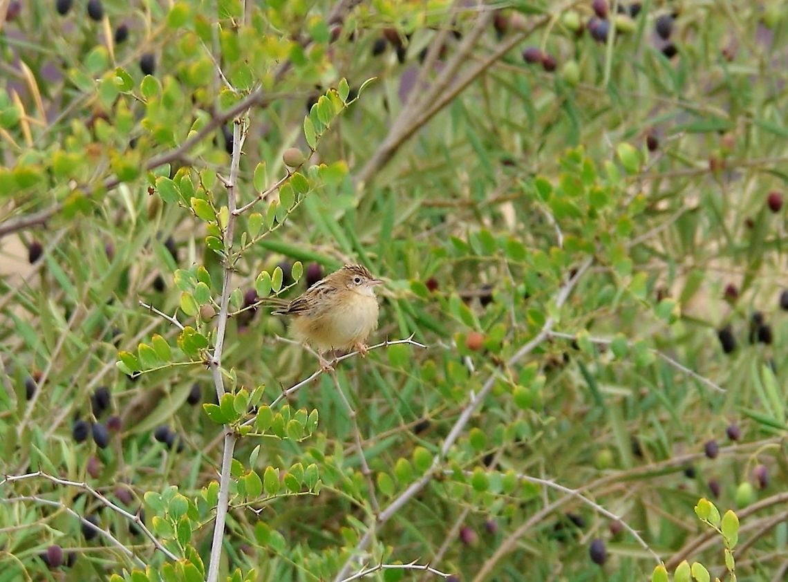 Zitting cisticola (Cisticola juncidis) Volubilis ruins, Morocco. Sep 21, 2014. Cisticola juncidis,Geotagged,Morocco,Summer,Zitting cisticola