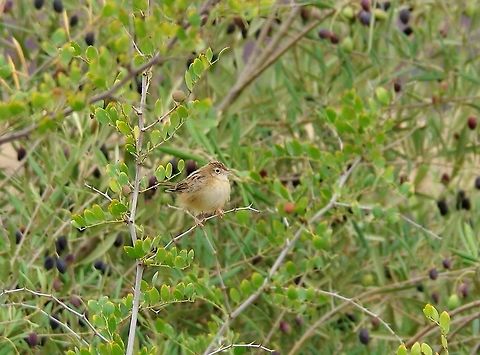 Zitting cisticola (Cisticola juncidis) Volubilis ruins, Morocco. Sep 21, 2014. Cisticola juncidis,Geotagged,Morocco,Summer,Zitting cisticola