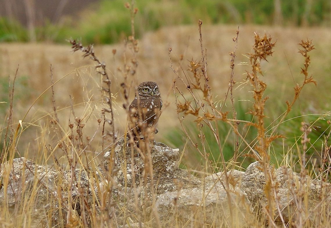 Little Owl (Athene noctua) Volubilis ruins, Morocco. Sep 21, 2014. Athene noctua,Geotagged,Little Owl,Morocco,Summer