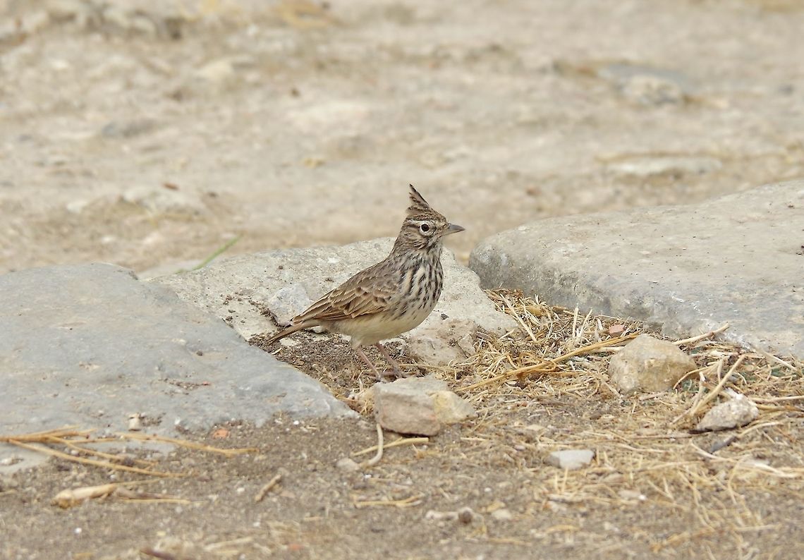 Thekla lark (Galerida theklae) Volubilis ruins, Morocco. Sep 21, 2014. Galerida theklae,Geotagged,Morocco,Summer,Thekla lark