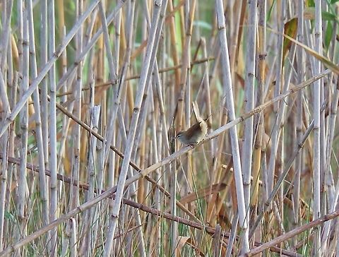 Cetti's warbler (Cettia cetti) Sidi Boughaba National Park, Morocco. Sep 23, 2014. Cetti's warbler,Cettia cetti,Fall,Geotagged,Morocco