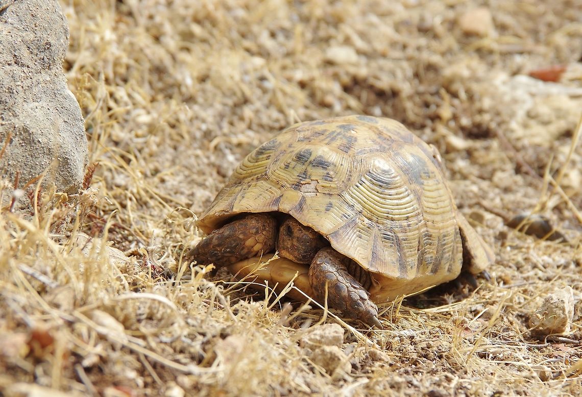Peekaboo Moulay Idriss Zerhoun, Morocco. Sep 22, 2014. Geotagged,Morocco,Spur-thighed tortoise,Summer,Testudo graeca