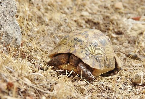 Peekaboo Moulay Idriss Zerhoun, Morocco. Sep 22, 2014. Geotagged,Morocco,Spur-thighed tortoise,Summer,Testudo graeca