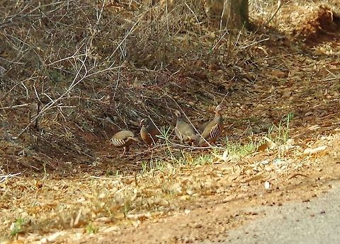 Barbary partridge (Alectoris barbara) Sidi Boughaba National Park, Morocco. Sep 23, 2014. Alectoris barbara,Barbary partridge,Fall,Geotagged,Morocco