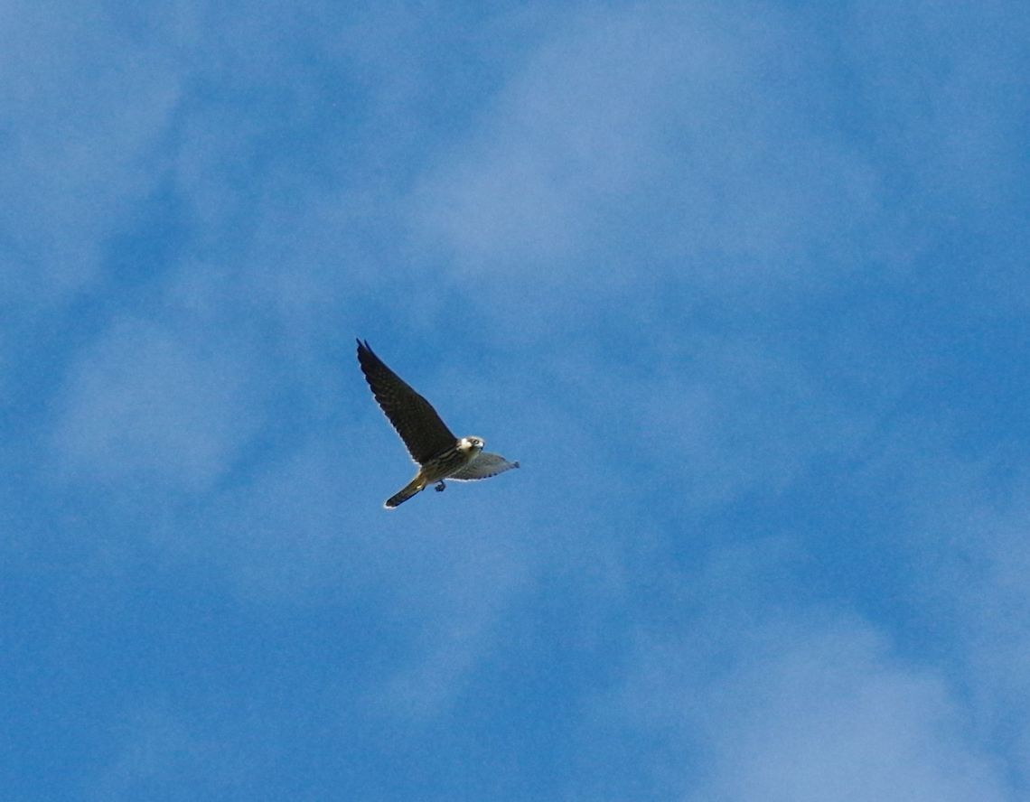Eurasian hobby (Falco subbuteo) Sidi Boughaba National Park, Morocco. Sep 23, 2014. Eurasian hobby,Falco subbuteo,Fall,Geotagged,Morocco