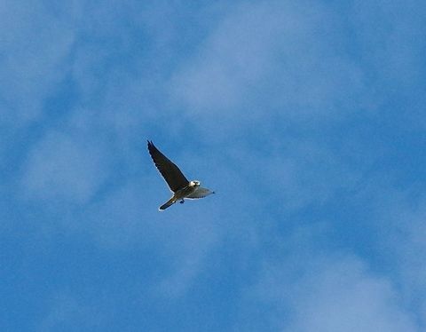 Eurasian hobby (Falco subbuteo) Sidi Boughaba National Park, Morocco. Sep 23, 2014. Eurasian hobby,Falco subbuteo,Fall,Geotagged,Morocco
