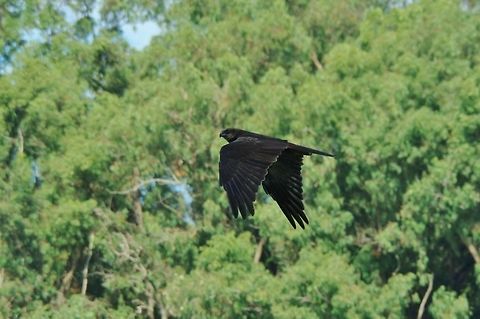 Western marsh harrier (Circus aeruginosus) Sidi Boughaba National Park, Morocco. Sep 23, 2014. Circus aeruginosus,Fall,Geotagged,Morocco,Western marsh harrier