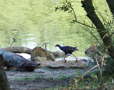 Western swamphen (Porphyrio porphyrio) Sidi Boughaba National Park, Morocco. Sep 23, 2014. Fall,Geotagged,Morocco,Porphyrio porphyrio,Western swamphen