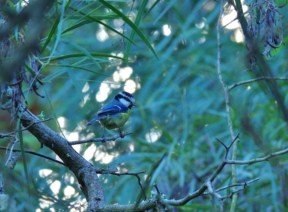 African blue tit (Cyanistes teneriffae) Sidi Boughaba National Park, Morocco. Sep 23, 2014. African blue tit,Cyanistes teneriffae,Fall,Geotagged,Morocco