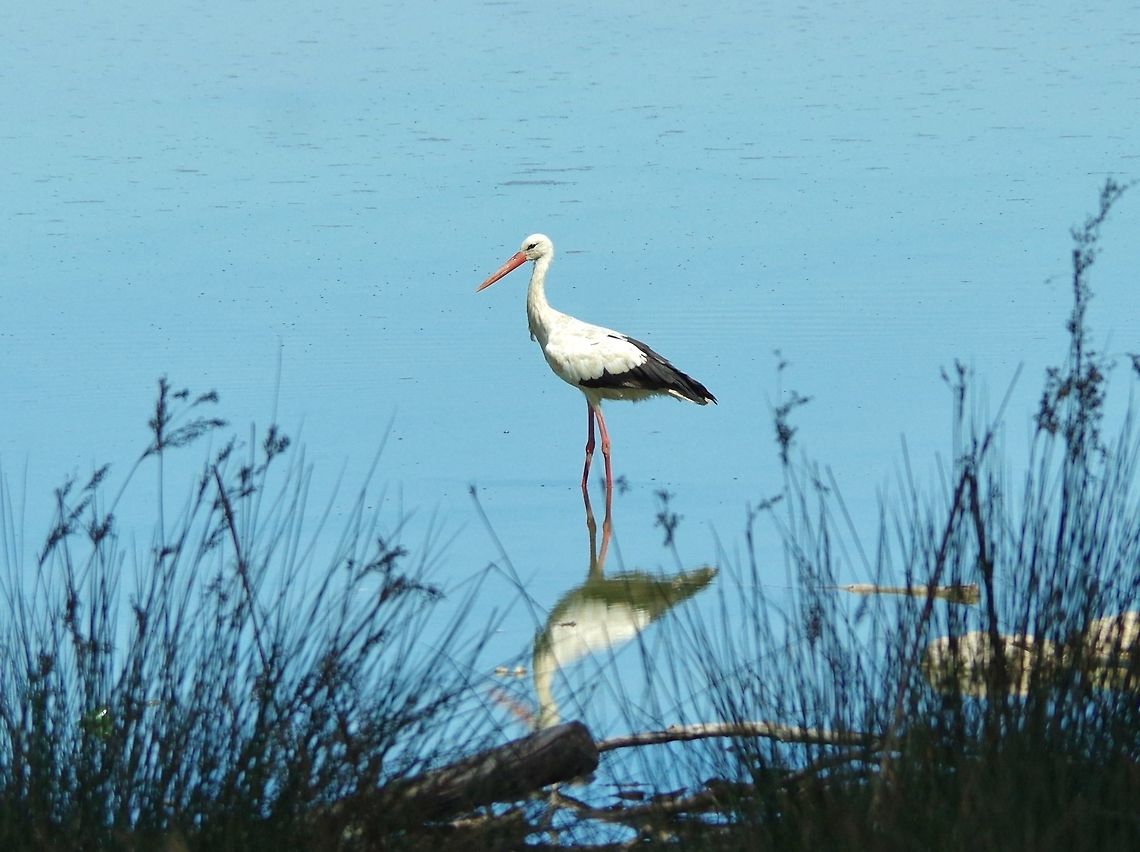 White Stork (Ciconia ciconia) Sidi Boughaba National Park, Morocco. Sep 23, 2014. Ciconia ciconia,Fall,Geotagged,Morocco,White Stork