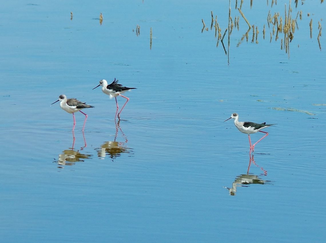 Black-winged Stilts (Himantopus himantopus) Sidi Boughaba National Park, Morocco. Sep 23, 2014. Black-winged Stilt,Fall,Geotagged,Himantopus himantopus,Morocco