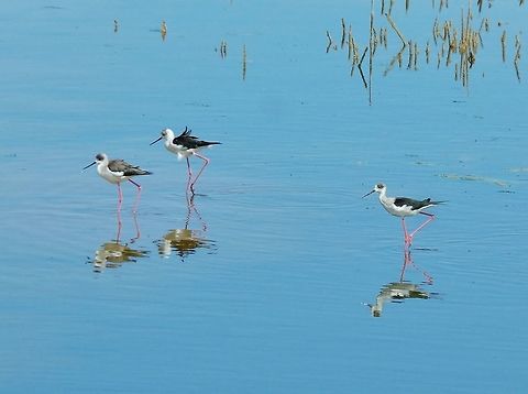 Black-winged Stilts (Himantopus himantopus) Sidi Boughaba National Park, Morocco. Sep 23, 2014. Black-winged Stilt,Fall,Geotagged,Himantopus himantopus,Morocco