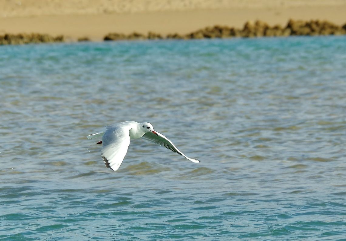 Black-headed gull (Chroicocephalus ridibundus) Merja Zerga lagoon, Morocco. Sep 23, 2014. Black-headed gull,Chroicocephalus ridibundus,Fall,Geotagged,Morocco