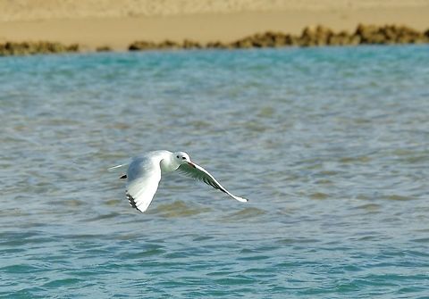 Black-headed gull (Chroicocephalus ridibundus) Merja Zerga lagoon, Morocco. Sep 23, 2014. Black-headed gull,Chroicocephalus ridibundus,Fall,Geotagged,Morocco