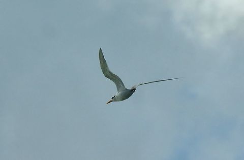Lesser crested tern (Thalasseus bengalensis) Merja Zerga lagoon, Morocco. Sep 23, 2014. Fall,Geotagged,Lesser crested tern,Morocco,Thalasseus bengalensis