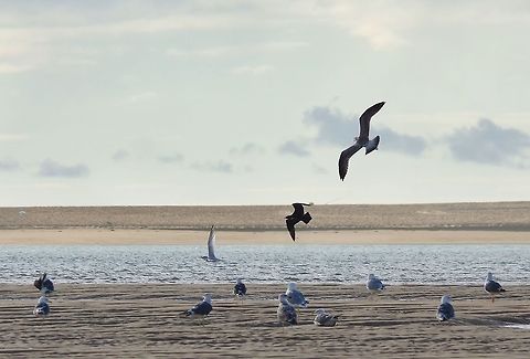Lesser black-backed (Larus fuscus) gull following a Parasitic jaeger (Stercorarius parasiticus) harrying a common tern (Sterna hirundo) Merja Zerga lagoon, Morocco. Sep 23, 2014. Fall,Geotagged,Morocco,Parasitic jaeger,Stercorarius parasiticus