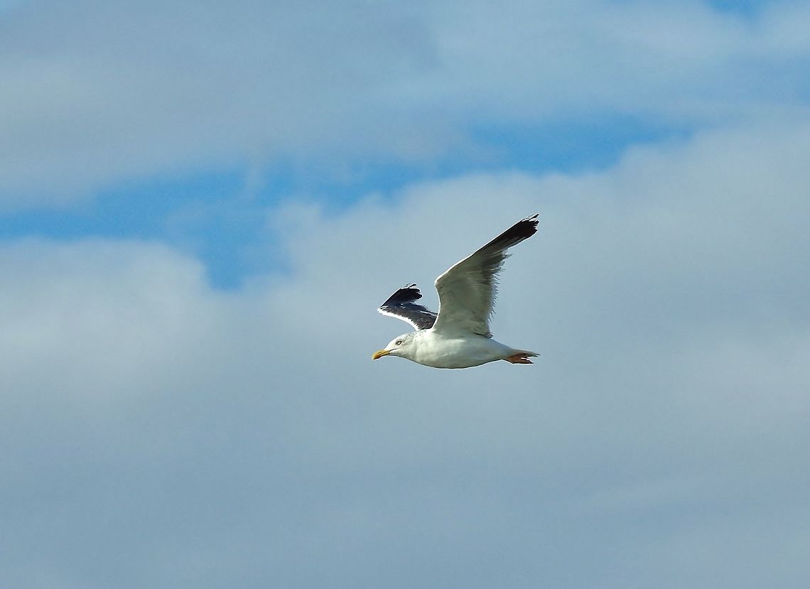 Lesser Black-backed Gull (Larus fuscus) Merja Zerga lagoon, Morocco. Sep 23, 2014. Fall,Geotagged,Larus fuscus,Lesser Black-backed Gull,Morocco