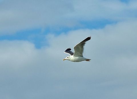 Lesser Black-backed Gull (Larus fuscus) Merja Zerga lagoon, Morocco. Sep 23, 2014. Fall,Geotagged,Larus fuscus,Lesser Black-backed Gull,Morocco