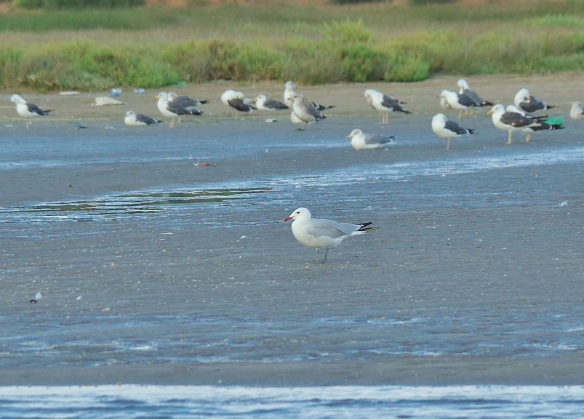 Audouin's gull (Ichthyaetus audouinii) Merja Zerga lagoon, Morocco. Sep 23, 2014. Audouins gull,Fall,Geotagged,Ichthyaetus audouinii,Morocco