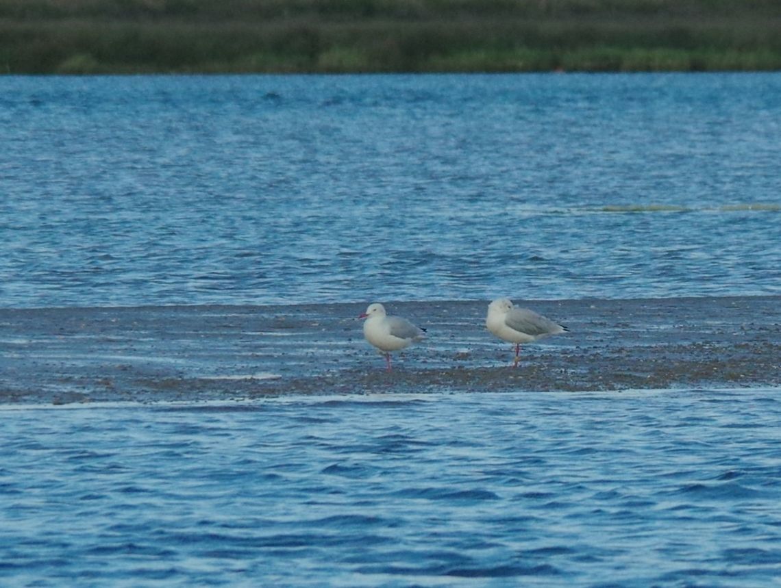 Slender-billed gulls (Chroicocephalus genei) Merja Zerga lagoon, Morocco. Sep 23, 2014. Chroicocephalus genei,Fall,Geotagged,Morocco,Slender-billed gull