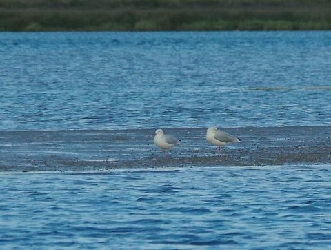 Slender-billed gulls (Chroicocephalus genei) Merja Zerga lagoon, Morocco. Sep 23, 2014. Chroicocephalus genei,Fall,Geotagged,Morocco,Slender-billed gull