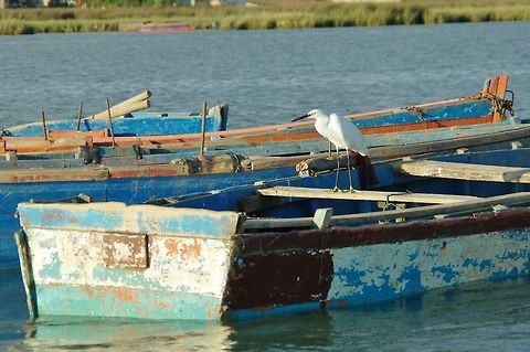 Little egret (Eretta garzetta) Merja Zerga lagoon, Morocco. Sep 23, 2014. Egretta garzetta,Fall,Geotagged,Little Egret,Morocco