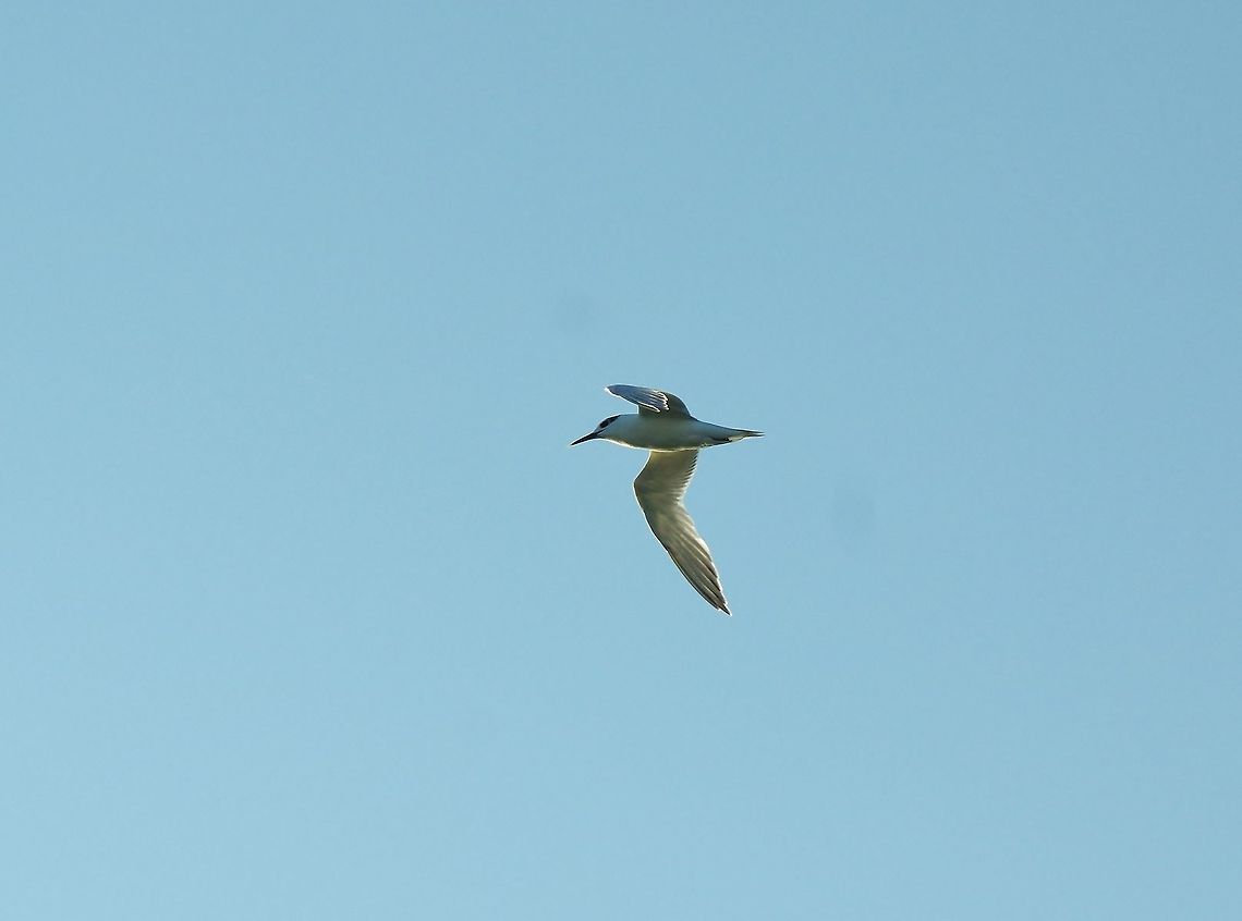 Sandwich tern (Thalasseus sandvicensis) Merja Zerga lagoon, Morocco. Sep 23, 2014. Fall,Geotagged,Morocco,Sandwich tern,Thalasseus sandvicensis