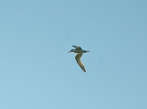 Sandwich tern (Thalasseus sandvicensis) Merja Zerga lagoon, Morocco. Sep 23, 2014. Fall,Geotagged,Morocco,Sandwich tern,Thalasseus sandvicensis