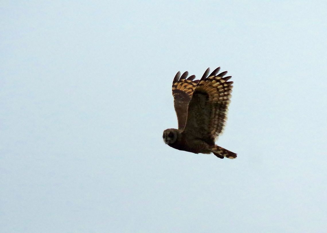 Marsh owl in flight (Asio capensis) Merja Zerga lagoon, Morocco. Sep 24, 2014. Asio capensis,Fall,Geotagged,Marsh owl,Morocco