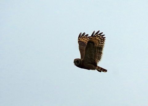 Marsh owl in flight (Asio capensis) Merja Zerga lagoon, Morocco. Sep 24, 2014. Asio capensis,Fall,Geotagged,Marsh owl,Morocco