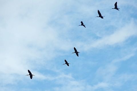 Glossy Ibises (Plegadis falcinellus) Merja Zerga lagoon, Morocco. Sep 24, 2014. Fall,Geotagged,Glossy Ibis,Morocco,Plegadis falcinellus
