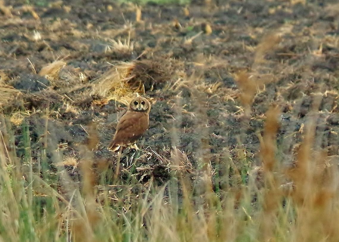 Marsh owl (Asio capensis) Merja Zerga lagoon, Morocco. Sep 24, 2014. Asio capensis,Fall,Geotagged,Marsh owl,Morocco
