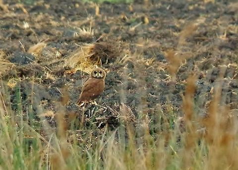 Marsh owl (Asio capensis) Merja Zerga lagoon, Morocco. Sep 24, 2014. Asio capensis,Fall,Geotagged,Marsh owl,Morocco