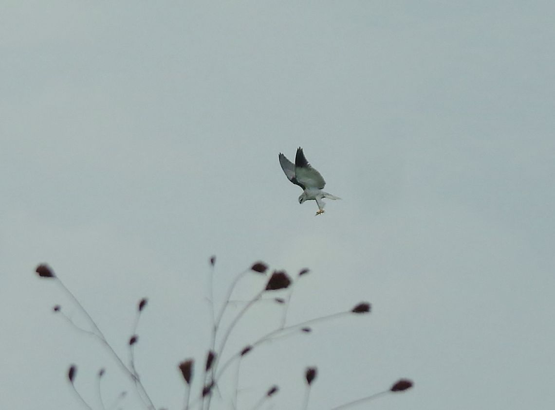 Black-winged Kite (Elanus caeruleus) Merja Barga lagoon, Morocco. Sep 24, 2014. Black-winged Kite,Elanus caeruleus,Fall,Geotagged,Morocco